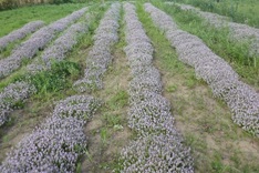 イブキジャコウソウ開花