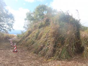 刈り取ったヨシ