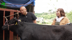 出荷前日の牛のお手入れ