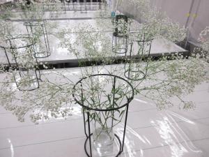 カスミソウ日持ち試験