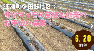 郡山市逢瀬町サツマイモ苗植え