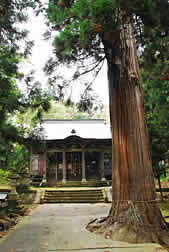 立行事稲荷神社の大スギ
