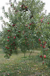 会津りんご（ふじ）