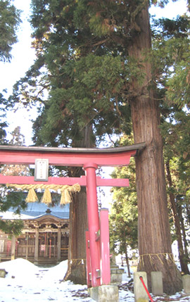 立行事稲荷神社の大杉