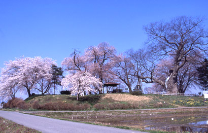 神指城跡の桜