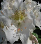 rhododendron 2
