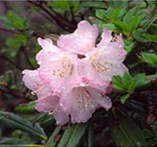 rhododendron 3