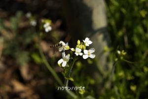 小さい白い花に虫が留まっている写真です