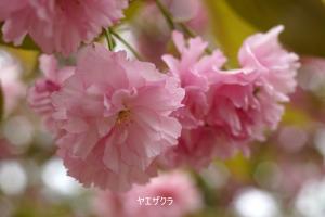 薄いピンク色の花びらが重なって咲いている八重桜です