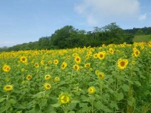 喜多方市三ノ倉高原のひまわりが咲き始めました
