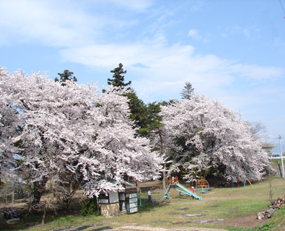 宮古諏訪神社の桜