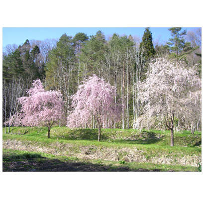 圓蔵寺裏の桜
