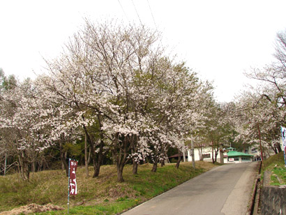 しらかば荘の桜