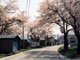 福井の桜