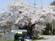 古町の桜