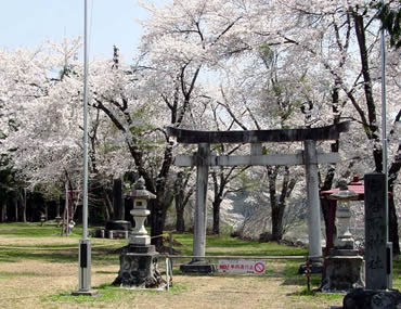 香取神社の桜