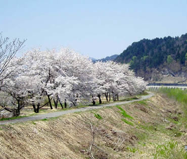 和泉田の桜並木