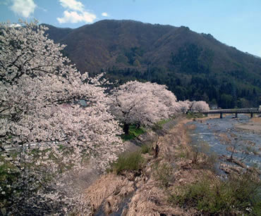 糸沢の桜並木