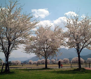 松下の桜並木