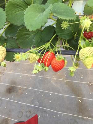 和田草莓园