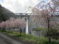 東山ダムの春