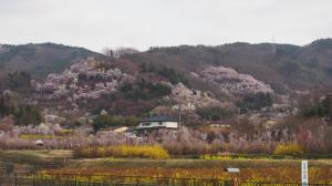 4月の花見山02