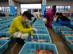 市場での漁獲物調査