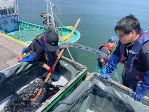 ホシガレイ放流（松川浦漁港）