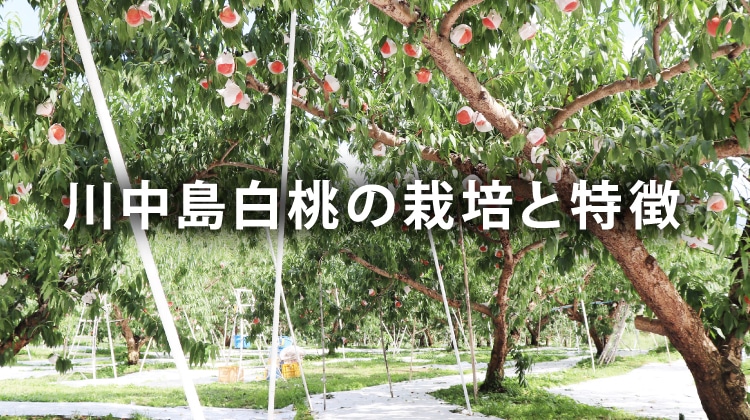 川中島白桃の栽培と特徴