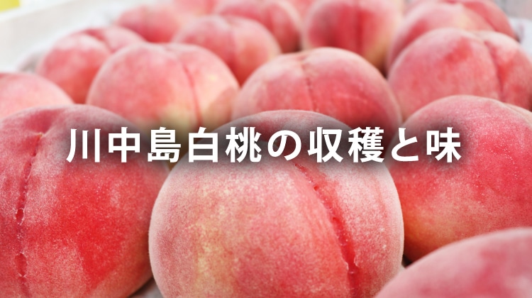 川中島白桃の収穫と味