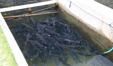 稚魚から成魚まで70万匹のイワナを養殖。