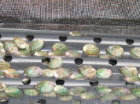 アワビ稚貝の写真
