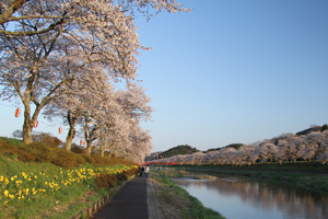 小野町桜の写真