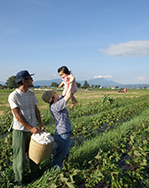 農業を志し、平成20年に会津若松市に移住した佐藤さん一家。北会津で綿花を栽培している風景