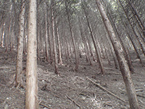 森林整備の停滞画像