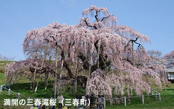 満開の三春滝桜（三春町）