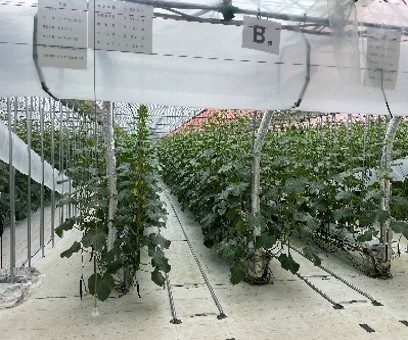 株式会社福島タネセンター