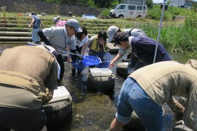 水生生物の採集と観察