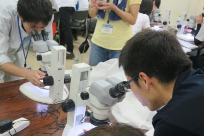 顕微鏡で観察　同定実習