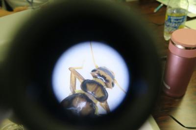 顕微鏡で観察したカワゲラ類