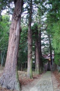 諏訪神社の大杉群