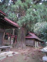 川辺八幡神社の大杉