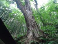 檜枝岐の鎮守の森（トチノキ）