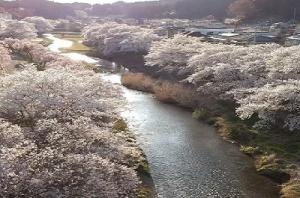 　石川町桜の写真