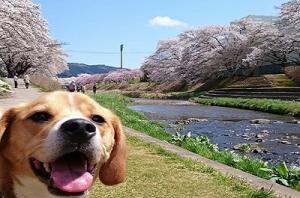 石川町犬と桜の写真
