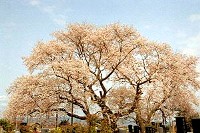 ◇二井田前原の桜◇