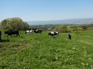 放牧牛の追い込み作業