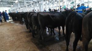 繋留場での待機牛