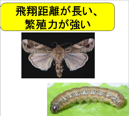 チラシより引用