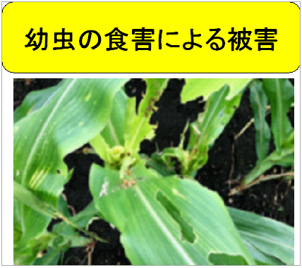 チラシより引用